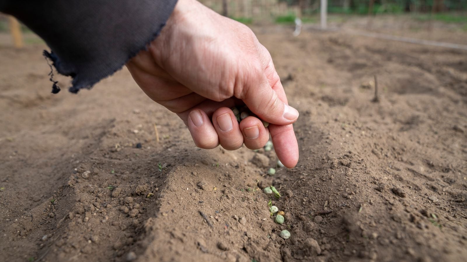 A close-up shot of a person's hand in the process of sowing small greenish seeds in rich tilled soil outdoors