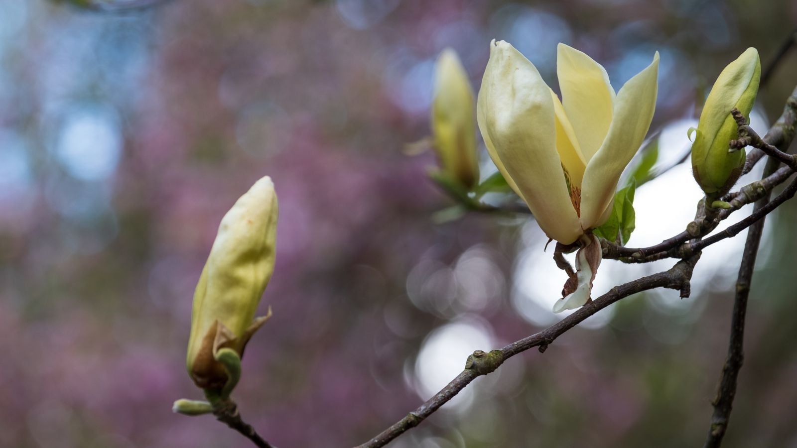 A close-up shot of a small group of developing custard-yellow blooms, developing on woody branches of the 'Petit Chicon'
