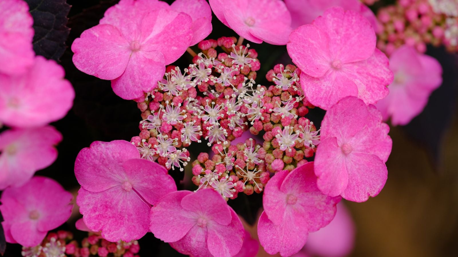 A close-up shot of a large cluster of small florets and larger petals of the 'Pink Dynamo' Hydrangea, all situated in a well lit area