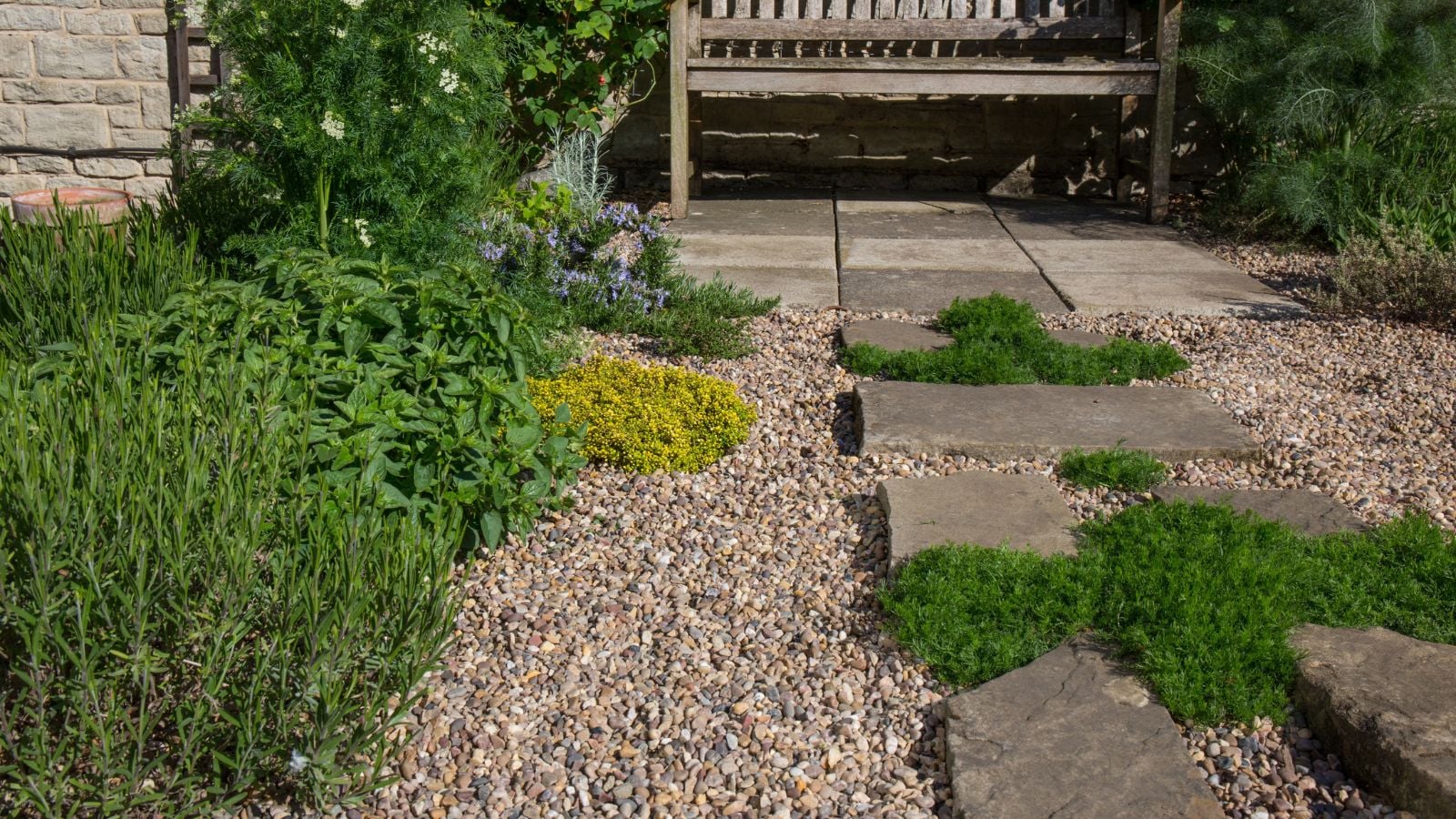 A shot of developing plants alongside a pebbled surface, and large stepping stones, with low growing plants in between