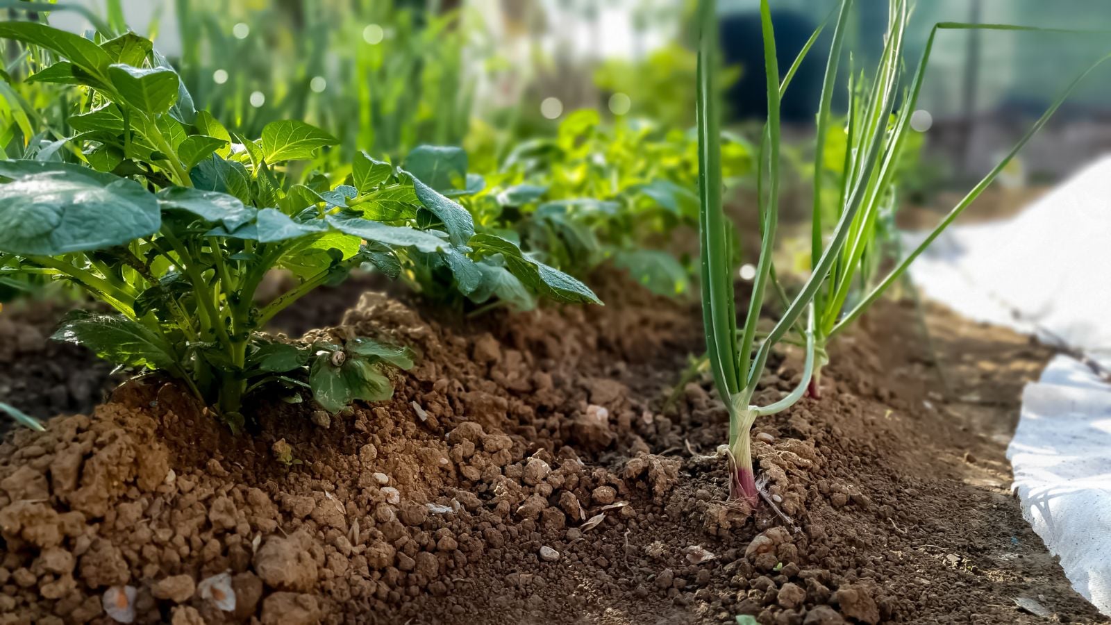 A close-up shot of rows of developing onion crops placed alongside a row of potato crops, all situated in a well lit field area outdoors