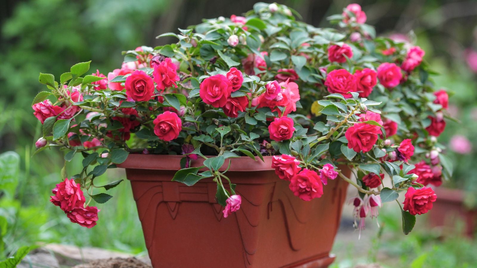 A close-up shot of a composition of potted rose-like, red-colored, double-bloom flowers, all placed in a well lit area outdoors