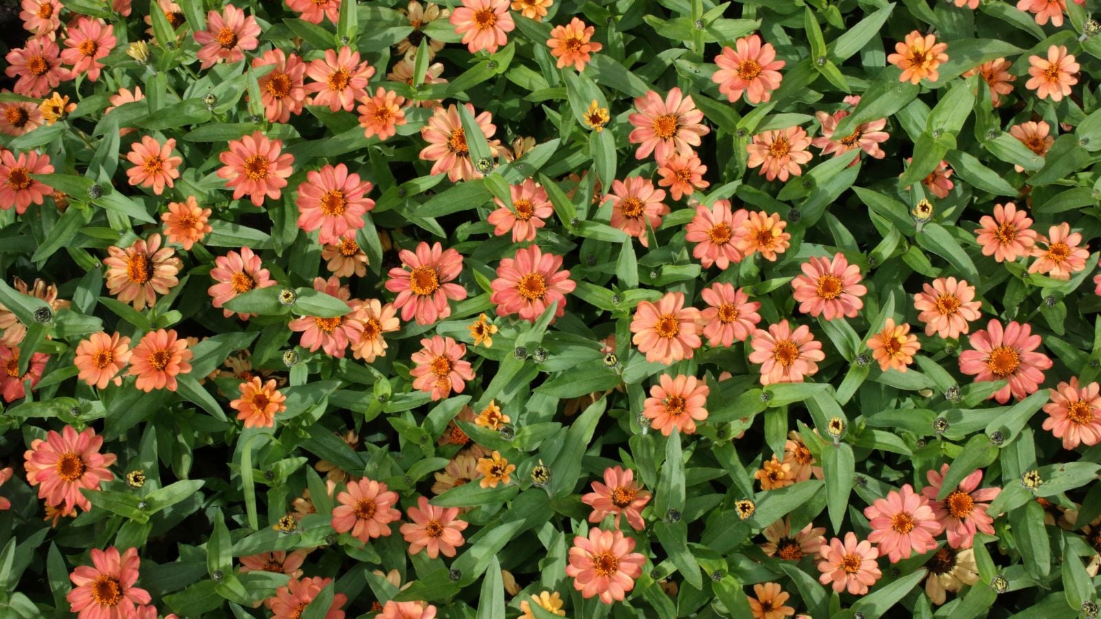 A close-up and overhead shot of a large group of peach colored, daisy like blooms of the Profusion variety of flowers