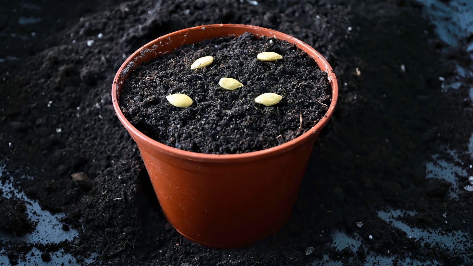 A close-up and overhead shot of several crop ovules, placed on top of rich dark soil in a small red colored pot