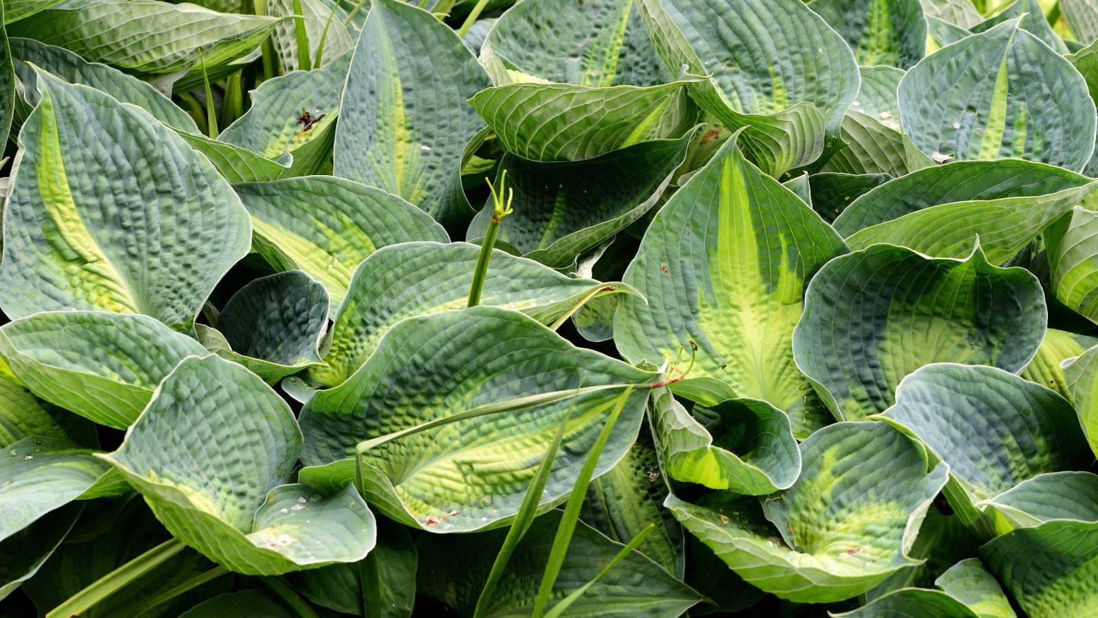 A close-up shot of a composition of thick green leaves with a slightly yellow, chartreuse center of the Rhino Hide variety