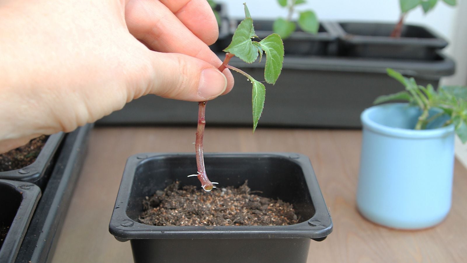 A close-up shot of a rooted seedling of a flowering plant, in the process of being placed into a small black nursery pot