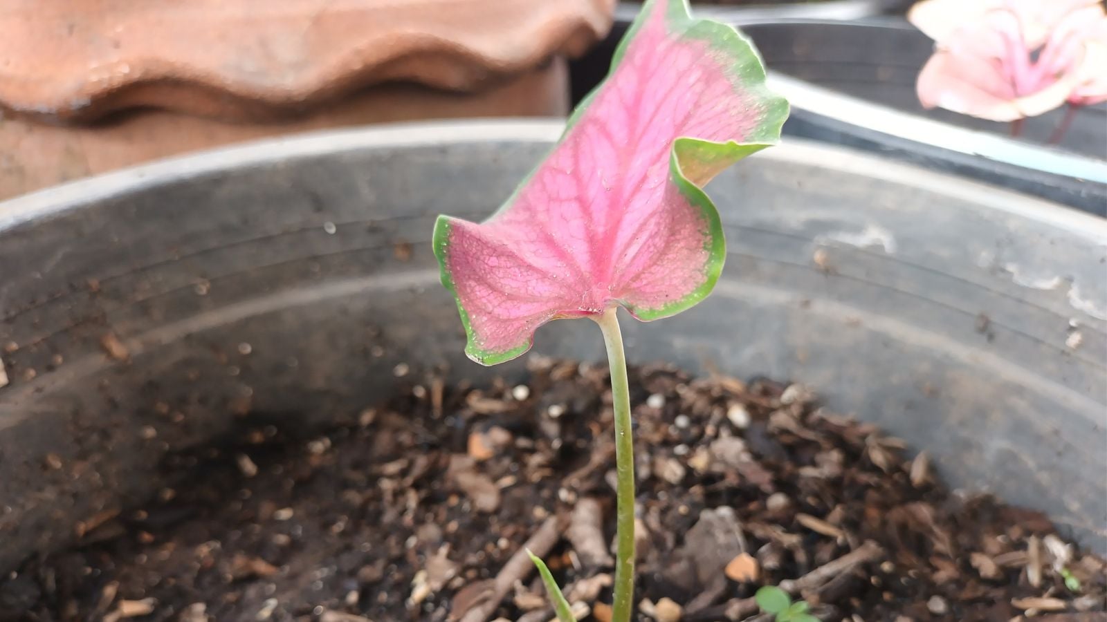 A close-up shot of a developing seedling of a pink colored houseplant, placed on a large black pot filled with rich soil