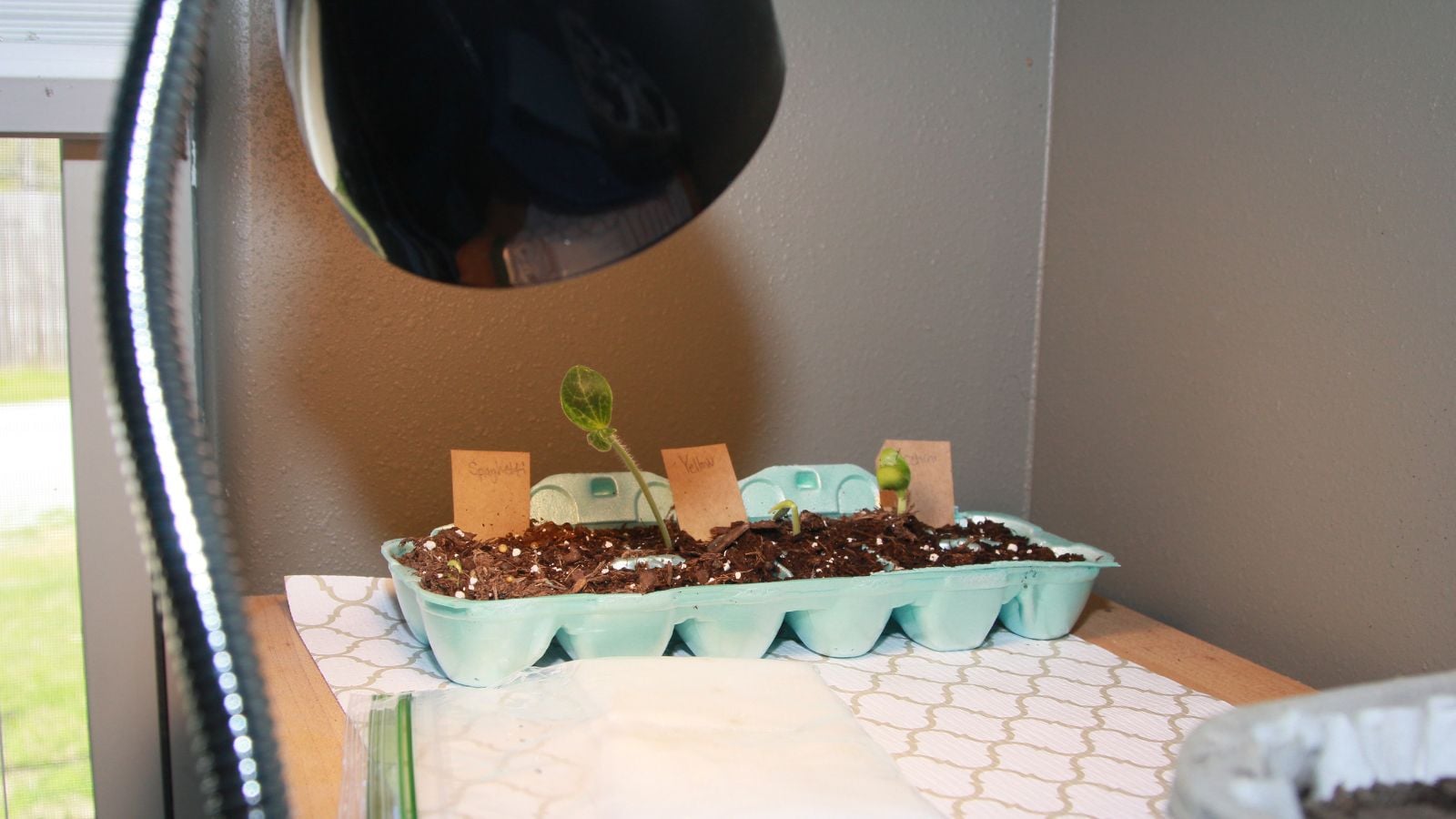 A shot of several sprouted seedlings of a crop, placed on a tray, developing under a grow light in a well lit area