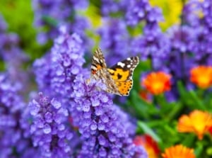A close-up shot of a butterfly on a cluster of purple flowers, growing alongside various flowers in the background, showcasing four season pollinator garden