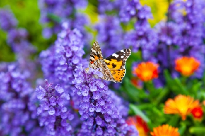A close-up shot of a butterfly on a cluster of purple flowers, growing alongside various flowers in the background, showcasing four season pollinator garden
