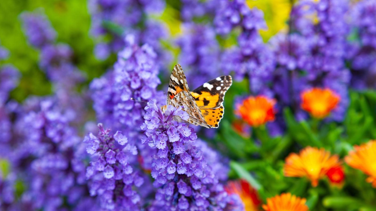 A close-up shot of a butterfly on a cluster of purple flowers, growing alongside various flowers in the background, showcasing four season pollinator garden