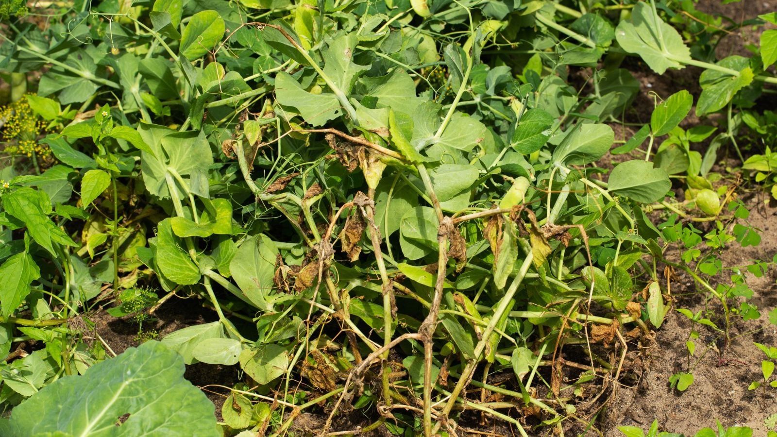 A close-up shot of a small composition of blight-ridden legume crops, showcasing its wilting foliage