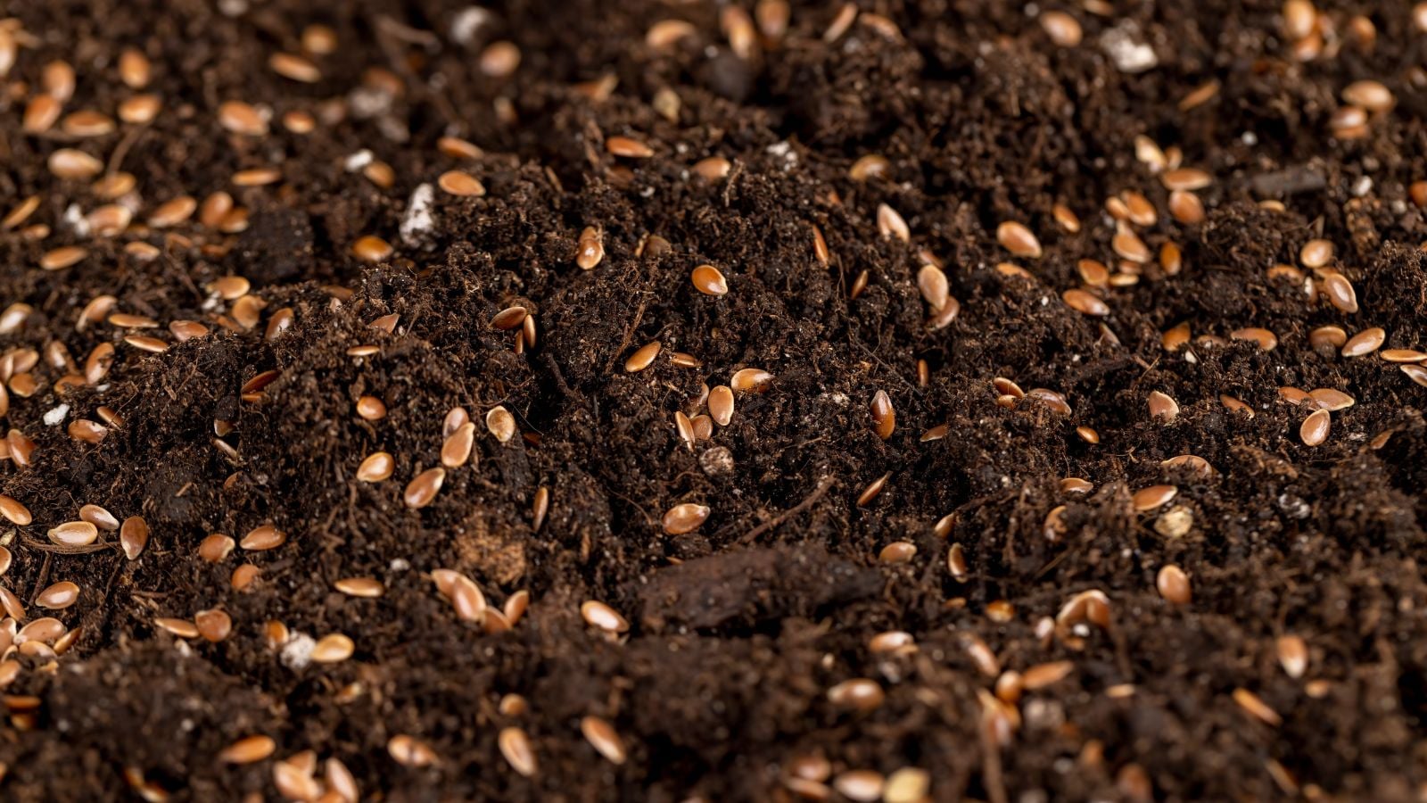 A close-up hot of scattered tiny brown ovules on rich loose soil in a well lit area