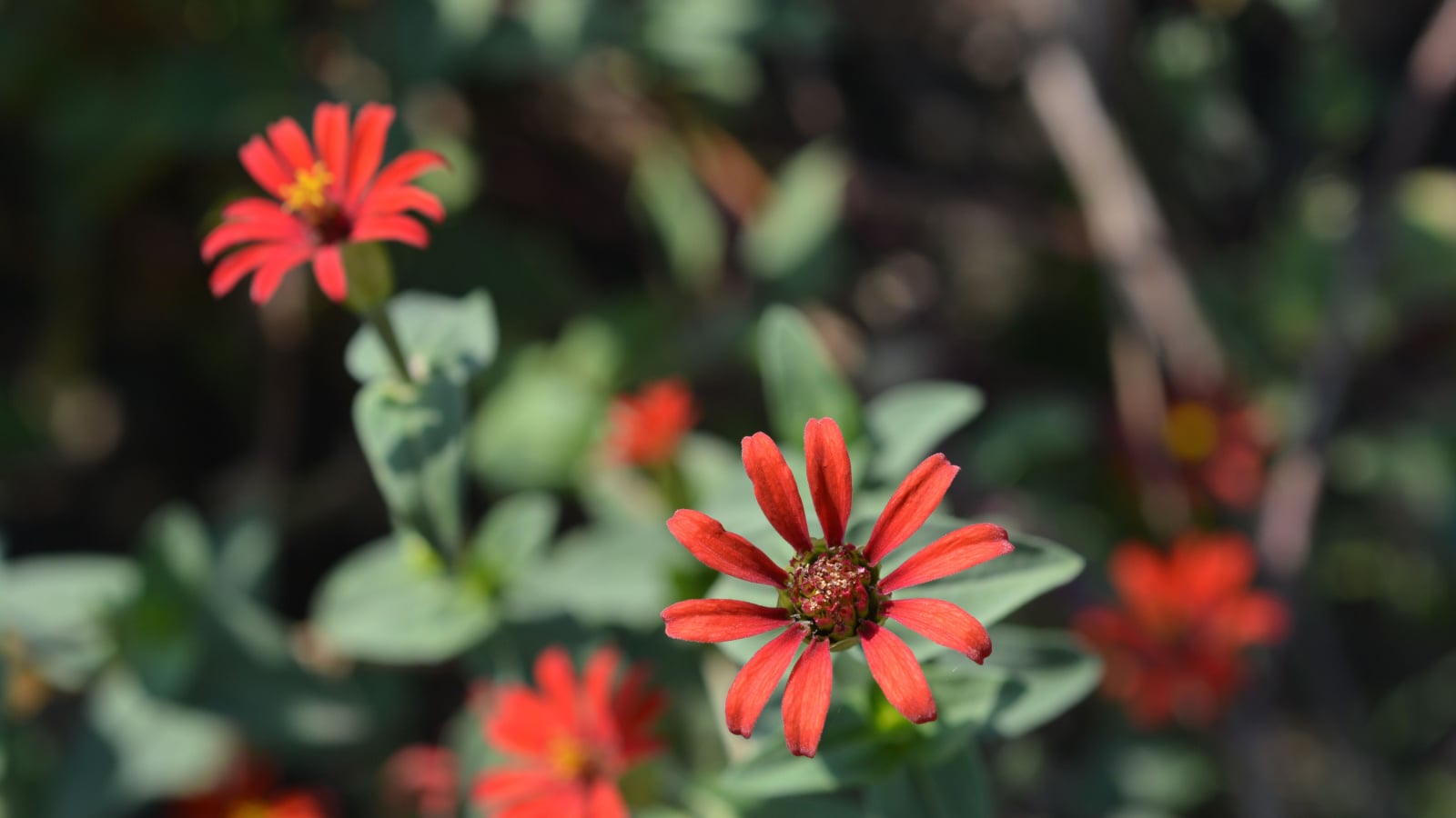 A close-up shot of vibrant daisy-like, red colored flowers with large centers of the Peruvian Blend