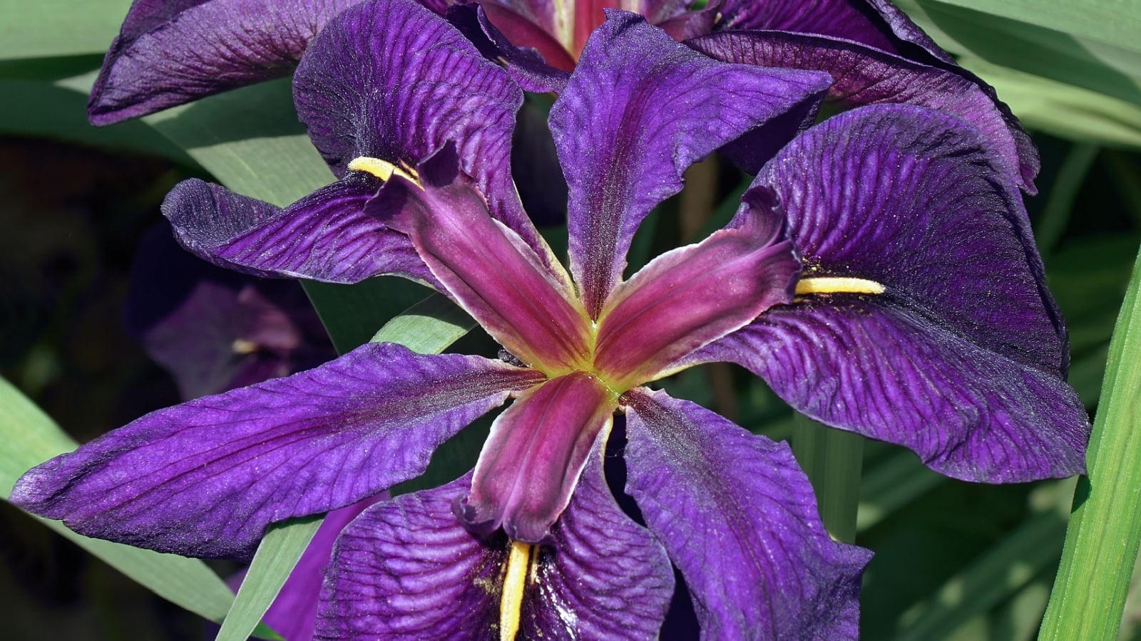 A closeup of a Iris 'Black Gamecock' flower appearing to have vibrant purple petals with a unique form surrounded by green leaves