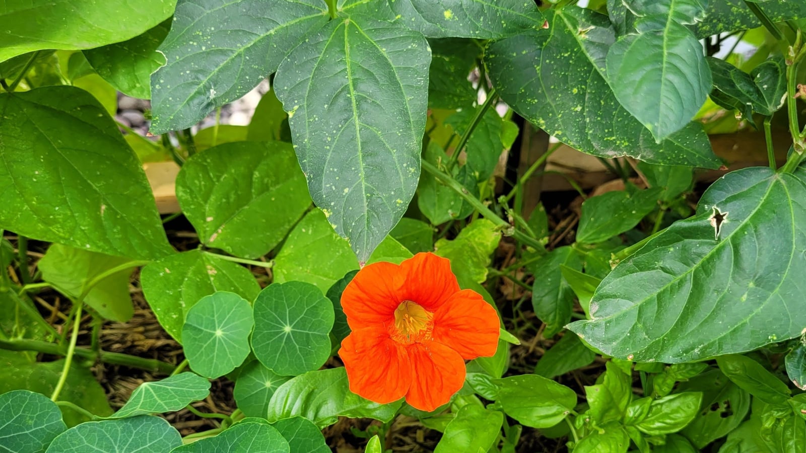 A close-up shot of yellow and orange flowers and green round foliage of nasturtiums growing under beans, all developing in a well lit area outdoors