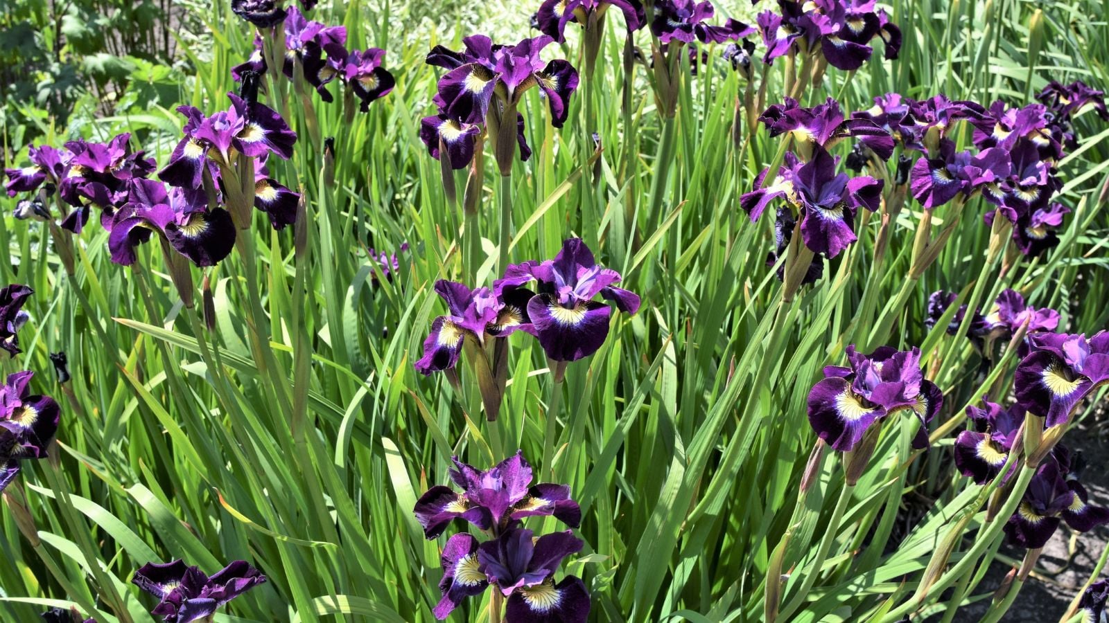 A close-up and overhead shot of a small composition of developing purple colored flowers of the Something Shocking Siberian Iris, basking in bright sunlight outdoors