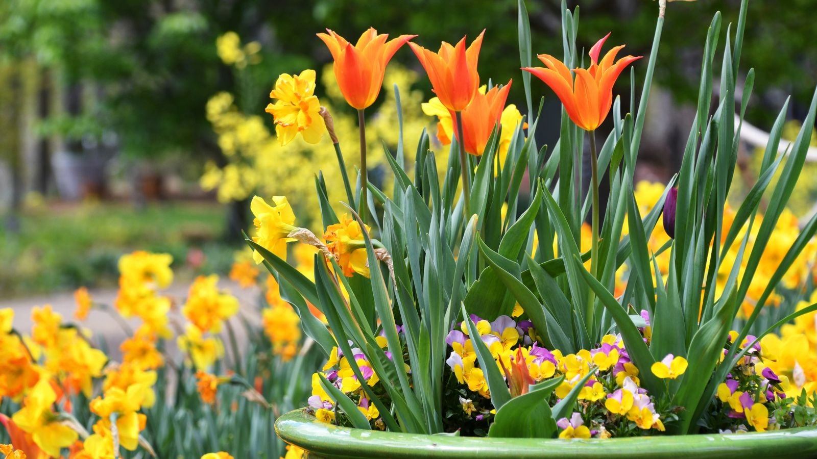 An are of a garden showing Spring Bulb Profusion, having a pot filled with bulb blooms with green stems and vibrantly colored petals