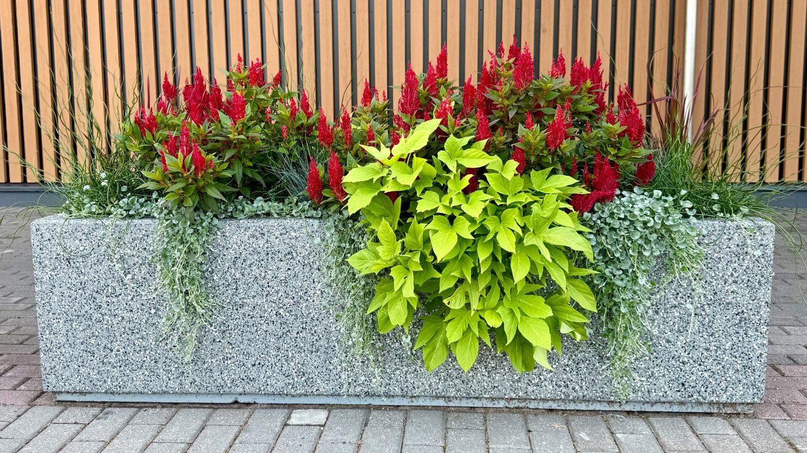 A stone rectangular pot filled with various plants showing Stone Thrillers and Spillers having a wooden fence in the background