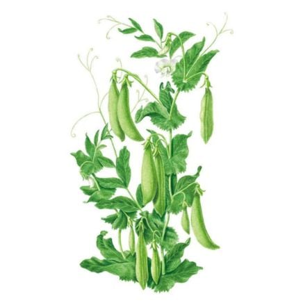 Sugar Daddy Snap Peas Seeds