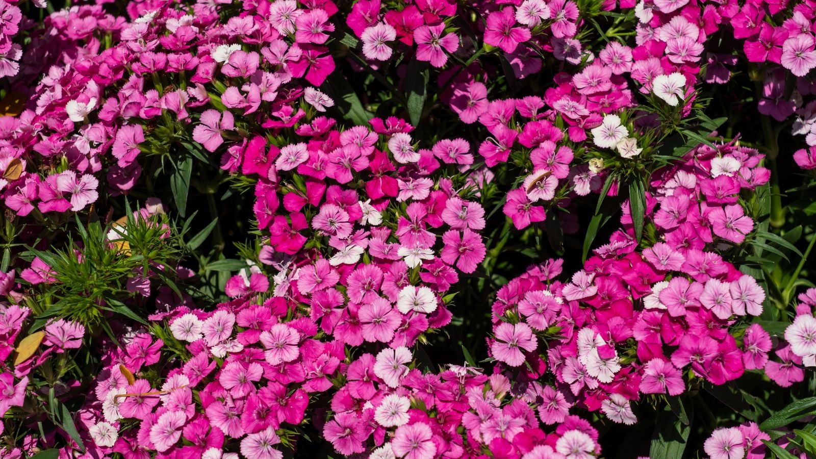 A close-up shot of a large composition of vibrant colored blooms of the 'Sweet Rose Magic' Sweet William