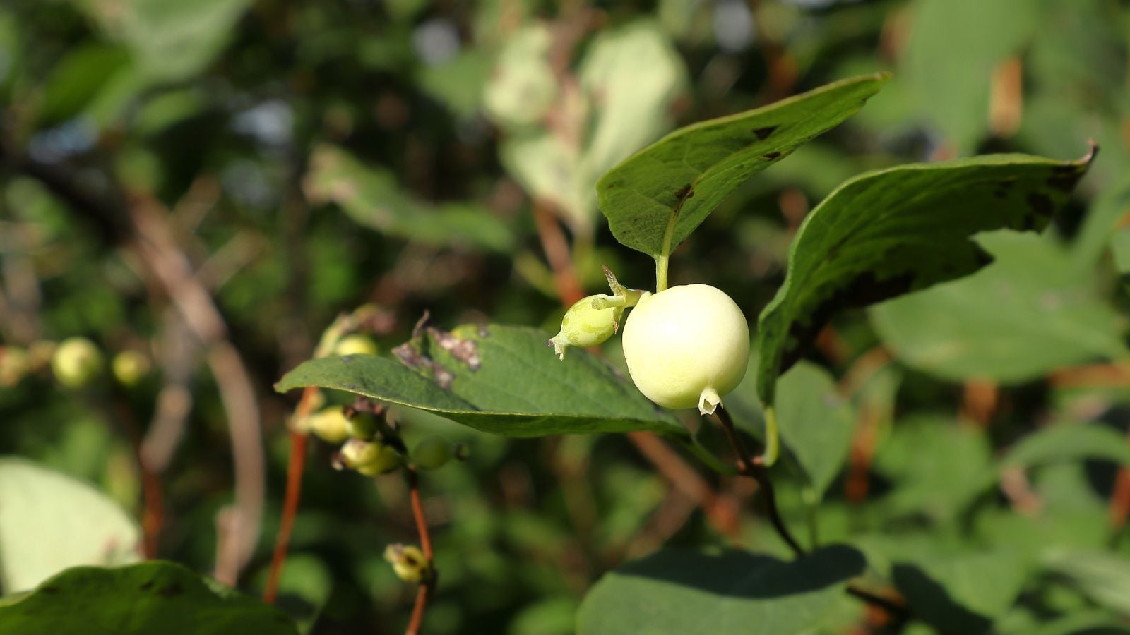 A closeup shot of a Symphoricarpos mollis plant showing a white berry surrounded by lush green leaves