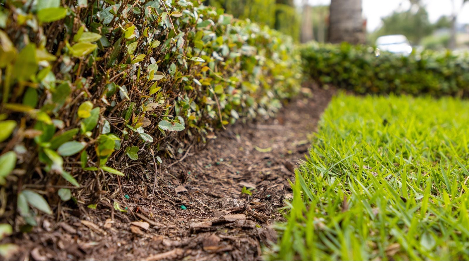 A close-up shot of a trenched border of a yard area, dividing a developing shrub along green lawn outdoors