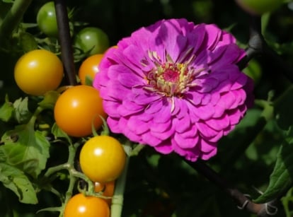 A close-up shot of a small composition of a vibrant purple flower and alongside developing tomato crops, showcasing companion planting small garden