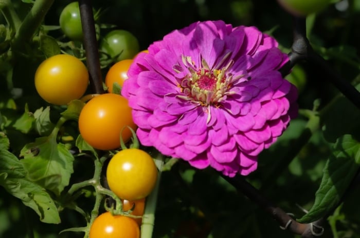 A close-up shot of a small composition of a vibrant purple flower and alongside developing tomato crops, showcasing companion planting small garden