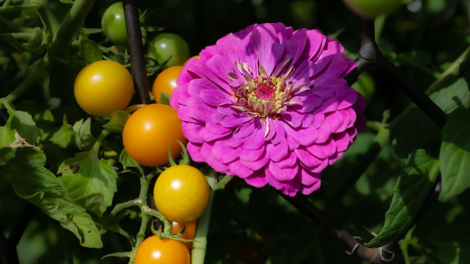 A close-up shot of a small composition of a vibrant purple flower and alongside developing tomato crops, showcasing companion planting small garden