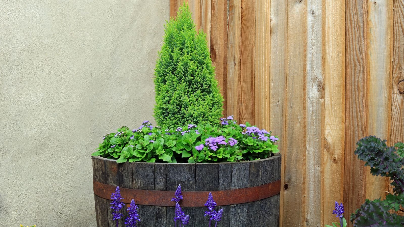 An old wooden barrel used as a pot for a lovely conifer with other greens showcasing Whiskey Barrel Evergreen