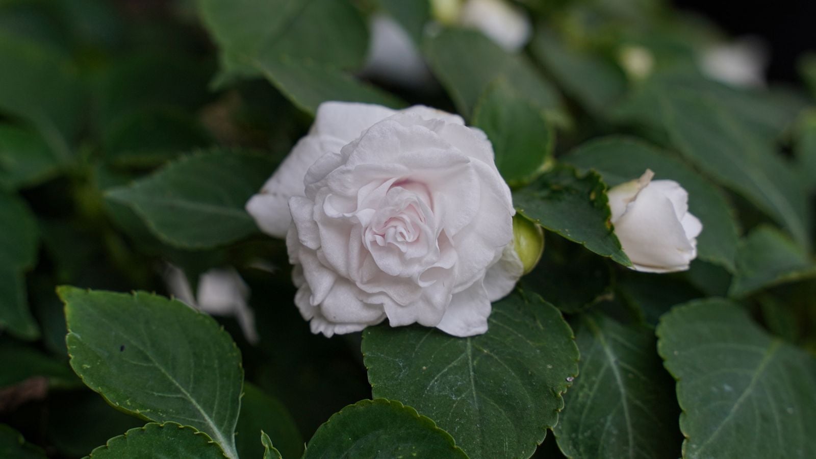 A close-up shot of a single white colored, double-bloom flower of a variety of patented cultivar, developing alongside its dark green leaves