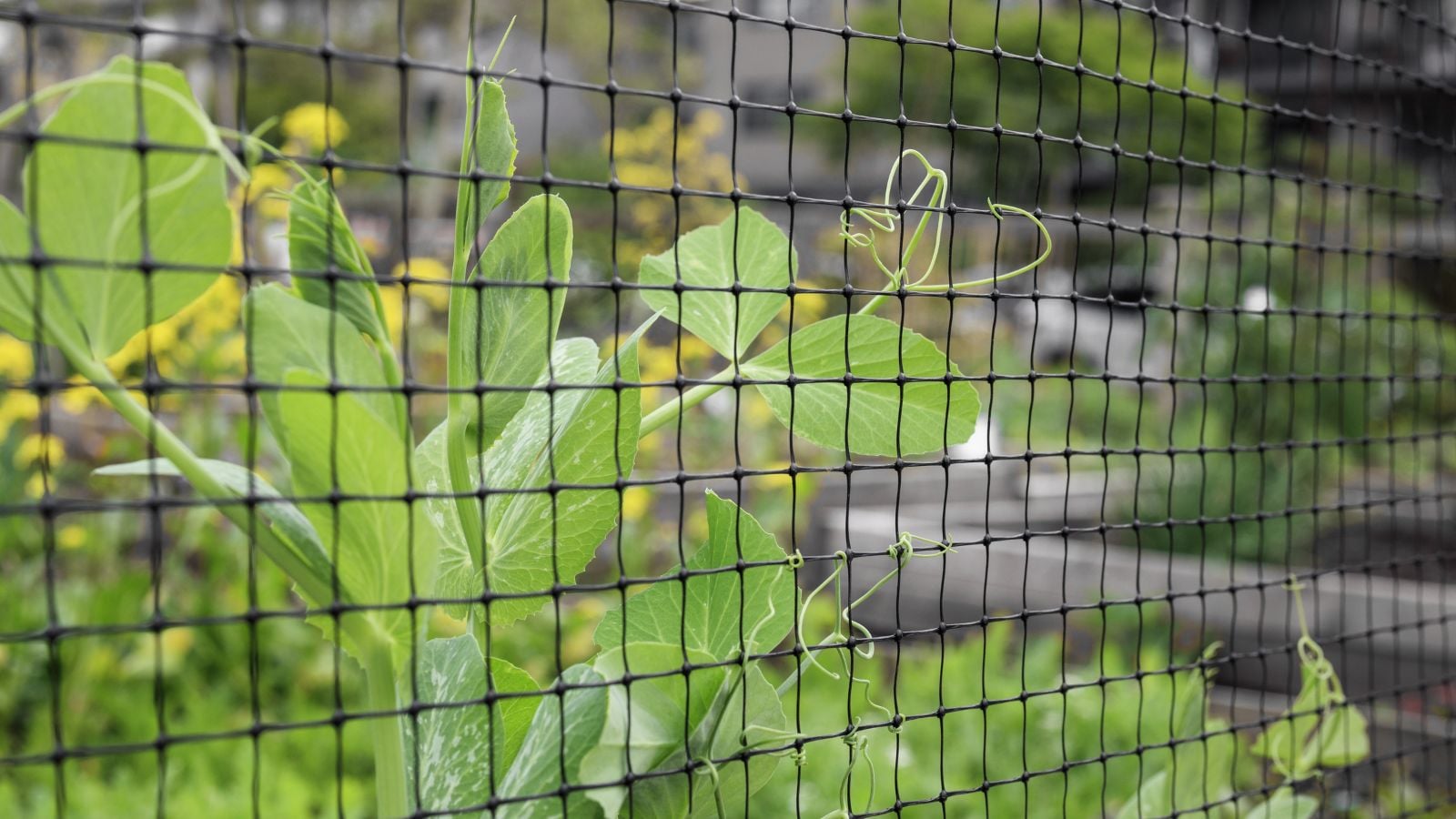 A close-up shot of a developing legume crops, climbing and being support of a wire-fencing support, all situated in a well lit area outdoors