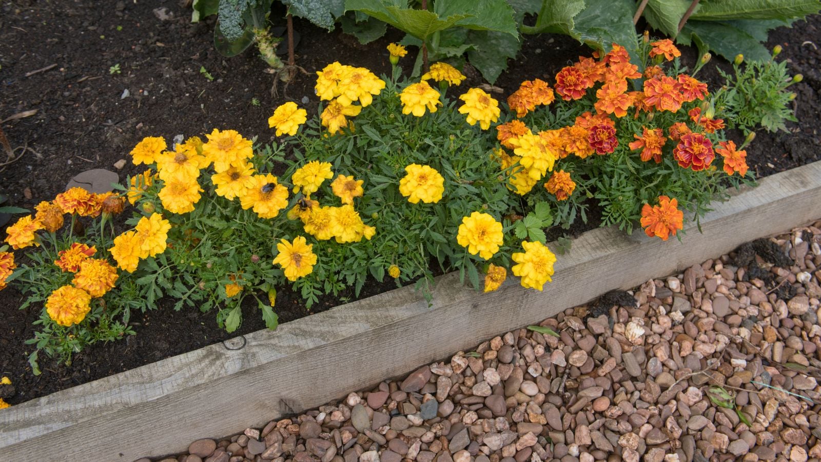 A close-up and overhead shot of developing marigold and calendula flowers near a timber border, beside a pebbled surface
