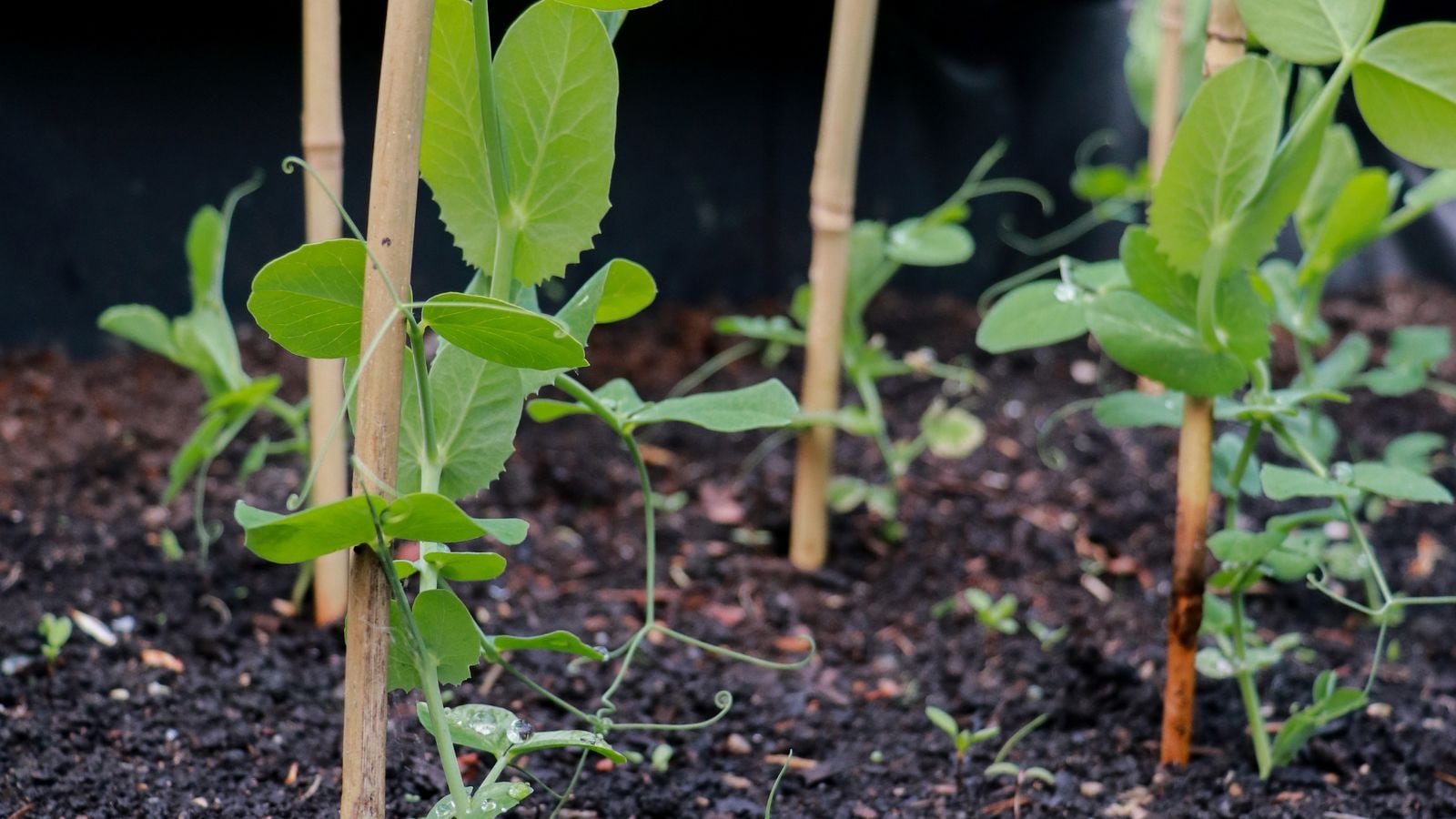 A close-up shot of several wooden poles, placed alongside seedlings, supporting developing legume crops outdoors