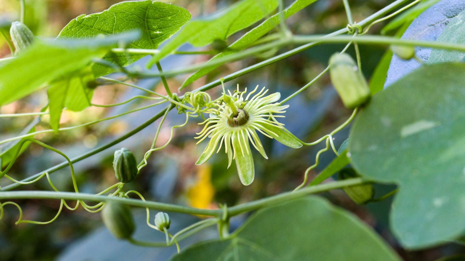 A close-up shot of a single exotic looking bloom of the Yellow Passionflower, growing on thin vines  in a well lit area outdoors