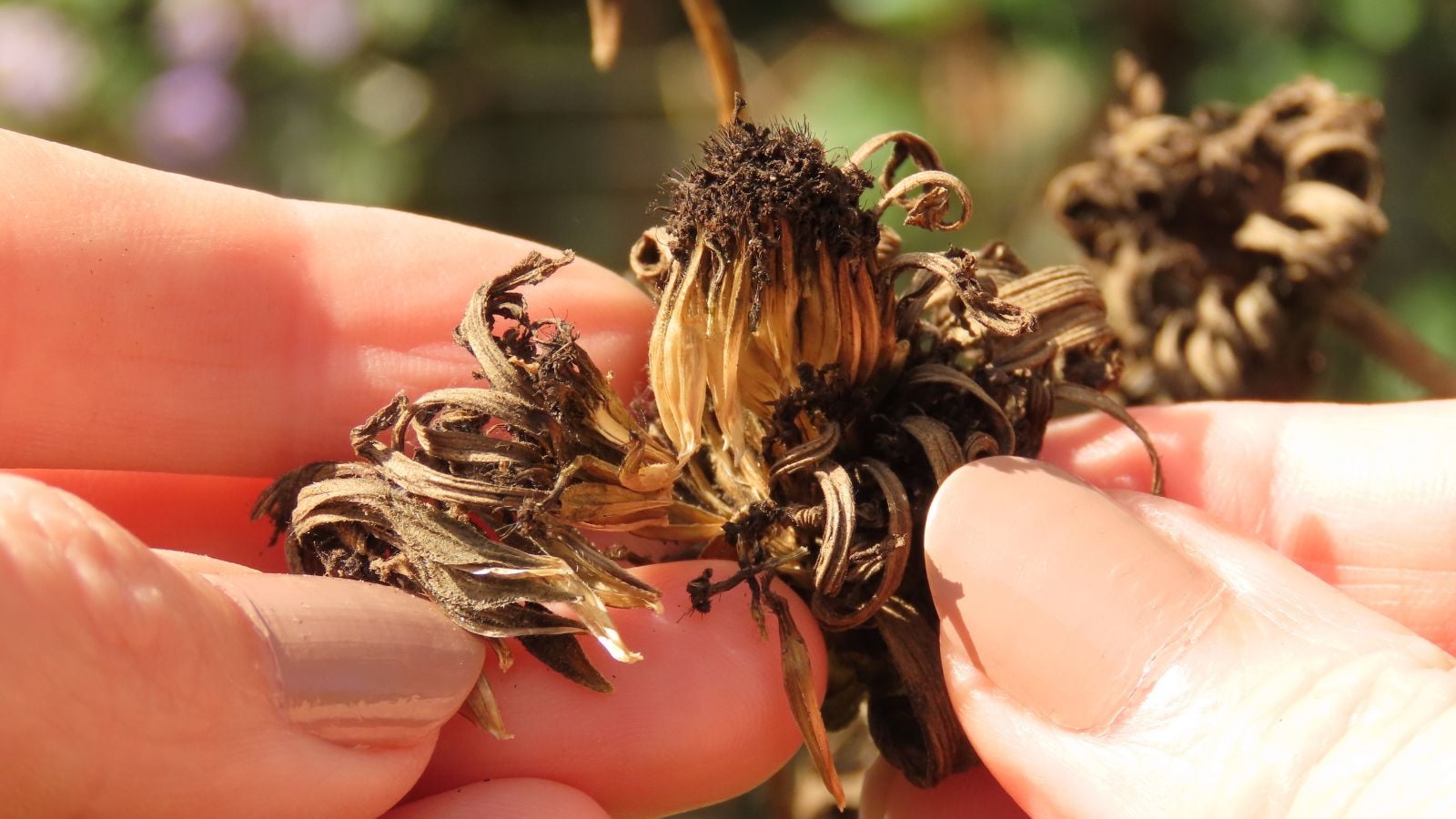 A close-up shot of a person in the process of collecting seeds from a zinnia flower seedhead, all situated in a well lit area outdoors