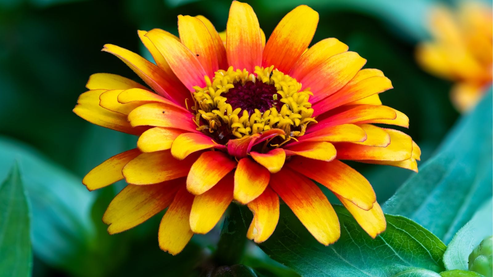 A close-up shot of a vibrant, orange to yellow gradient, double-bloomed  flower of the Zowie!™ Yellow Flame, all situated in a well lit area outdoors