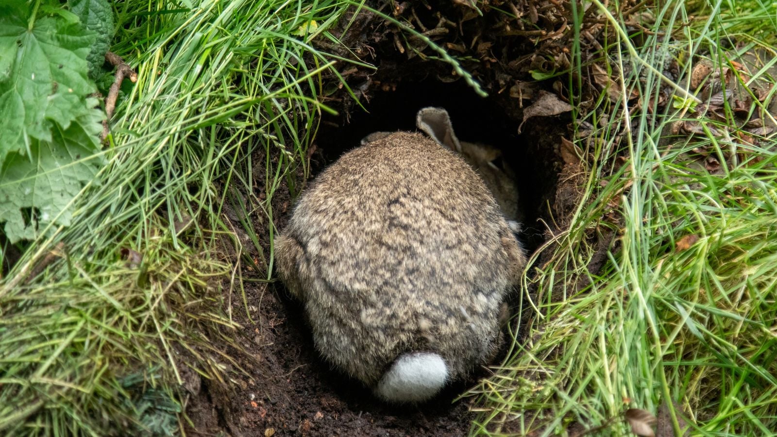 A close-up shot of a brownish bunny digging a burrow in a yard area outdoors