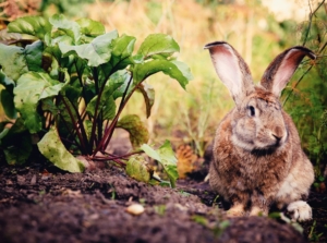 A close-up shot of a developing plant beside a brown colored bunny, showcasing garden rabbits cruelty-free