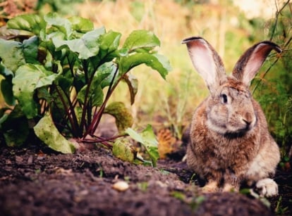 A close-up shot of a developing plant beside a brown colored bunny, showcasing garden rabbits cruelty-free