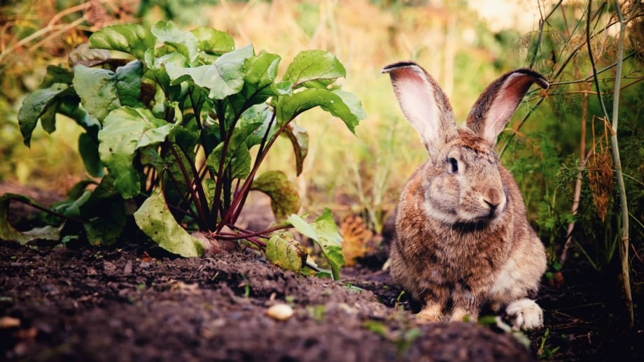 Rabbits in the Garden: How to Protect Your Crops Without Cruelty Rabbits in the Garden: How to Protect Your Crops Without Cruelty