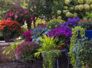 A shot of a large composition potted plants and flowers, all situated in a yard area, showcasing perennial garden containers