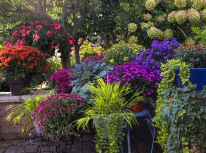 A shot of a large composition potted plants and flowers, all situated in a yard area, showcasing perennial garden containers