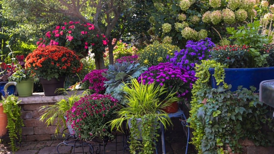 How to Grow a Perennial Garden in Pots and Containers How to Grow a Perennial Garden in Pots and Containers