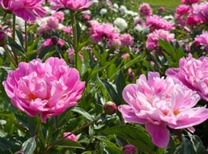 A close-up shot of a composition of large, vibrant pink flowers, alongside its green foliage, showcasing peonies bloom more