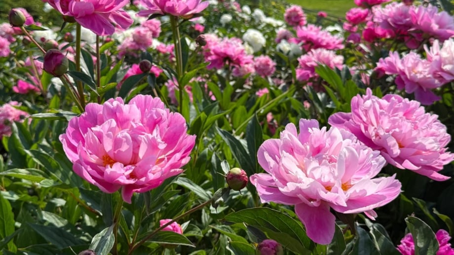 7 Easy Ways to Get Your Peonies to Bloom More 7 Easy Ways to Get Your Peonies to Bloom More