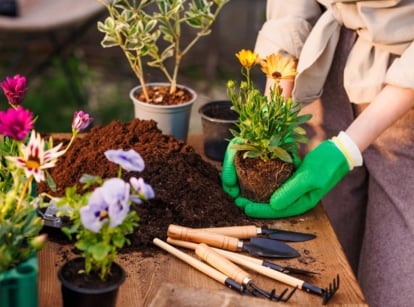 A close-up and overhead shot of a person in the process of tending to developing plants and flowers, showcasing does gardening zone matter
