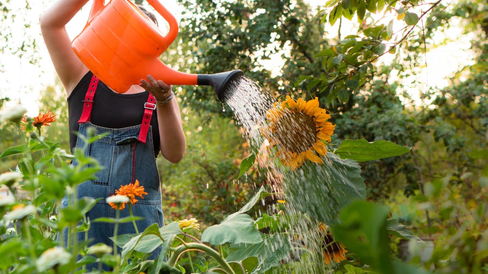 A close-up shot of a person using a red watering can, in the process of pouring water of a developing tall vibrant yellow flower outdoors