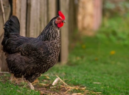 A close-up shot shot of a dark colored poultry, walking along a grassy yard area, showcasing chickens worth it